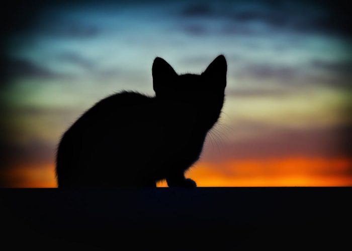 Silhouette of a cat
