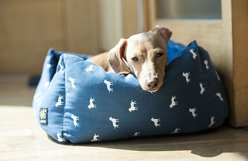 dog lying down on a dog bed 